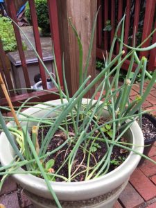 Green onions