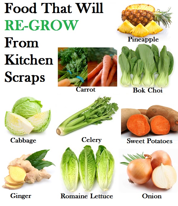 Easiest Foods To Grow In Kitchen Easiest Foods To Grow In Kitchen