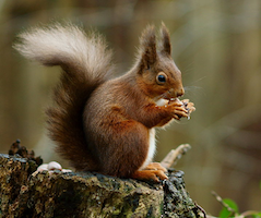 Photo: A red squirrel in the forest (Sciurus vulgarism). http://www.flickr.com/photos/peter-trimming/6583159839/ cc-by-2.0.