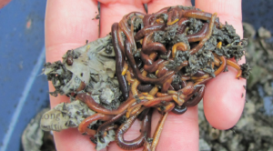Photo source: North Carolina State University. Public domain