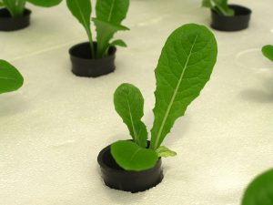 Photo credit: Pixabay, CC0 Public Domain, https://pixabay.com/en/farm-market-hydroponic-produce-1554332/