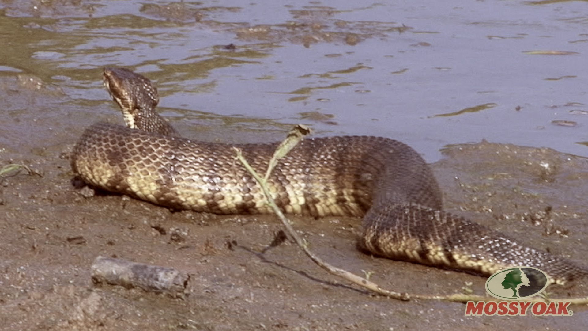 World's Largest Cottonmouth Snake? SelfReliance Central